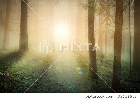Morning sun on the foggy forest in europe 35512615