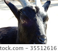 Black goat's face 35512616