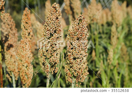 Hie Hie在收穫前僱用Hie 35512638