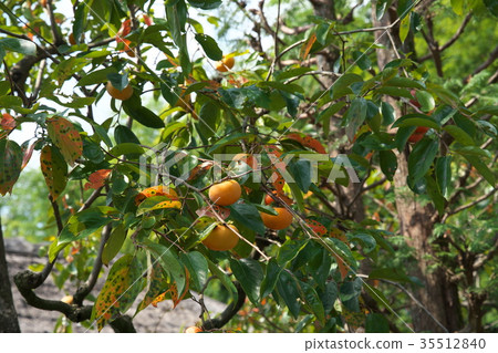 Persimmon's fruit landscape 35512840