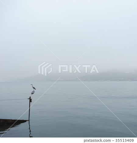 Night heron on the pier 35513409