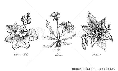 Hand Drawn of Chinese Mallow, Catsear Chickweed 35513489