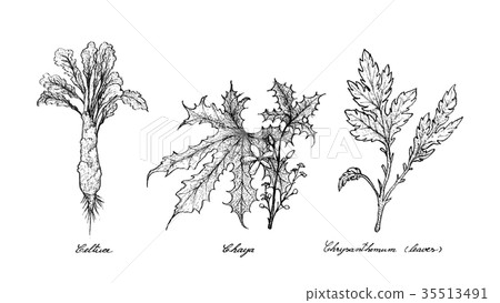 Hand Drawn of Celtuce, Chaya and Chrysanthemum 35513491