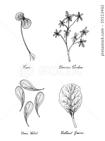 Cress, Common Purslane, Corn Salad Collard Greens 35513492