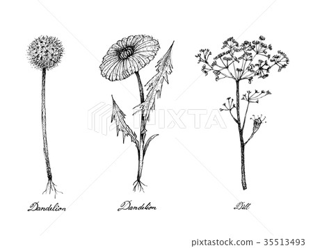 Hand Drawn of Dandelion and Dill Plants 35513493