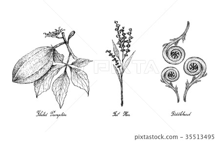 Hand Drawn of Fluted Pumpkin, Fat Hen Fiddlehead 35513495