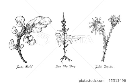 Garden Rocket, Good King Henry and Golden Samphire 35513496