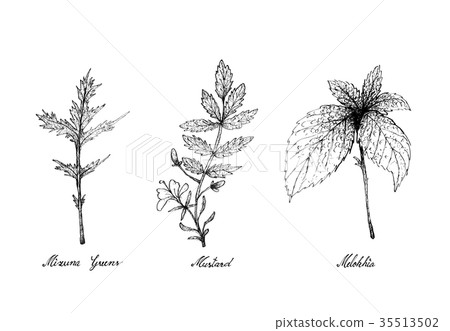 Hand Drawn of Mizuna Greens, Mustard and Melokhia 35513502