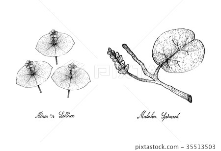 Hand Drawn of Miner's Lettuce and Malabar Spinach Hand Drawn of Miner's Lettuce and Malabar Spinach 35513503