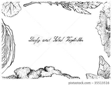 Hand Drawn of Leafy and Salad Vegetable 35513516