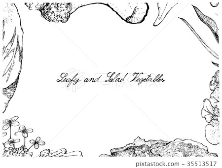 Hand Drawn of Leafy and Salad Vegetable 35513517