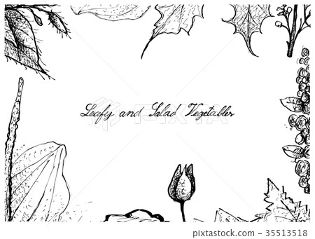 Hand Drawn of Leafy and Salad Vegetable 35513518