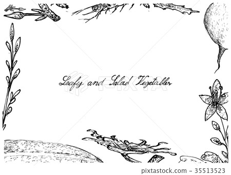 Hand Drawn of Leafy and Salad Vegetable Hand Drawn of Leafy and Salad Vegetable 35513523