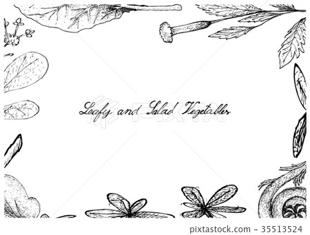 Hand Drawn of Leafy and Salad Vegetable 35513524