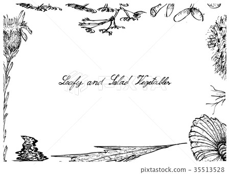 Hand Drawn of Leafy and Salad Vegetable 35513528