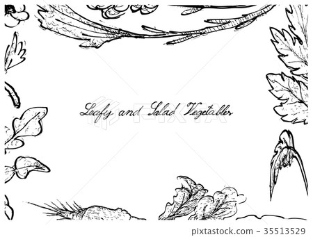 Hand Drawn of Leafy and Salad Vegetable 35513529