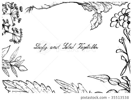 Hand Drawn of Leafy and Salad Vegetable 35513538