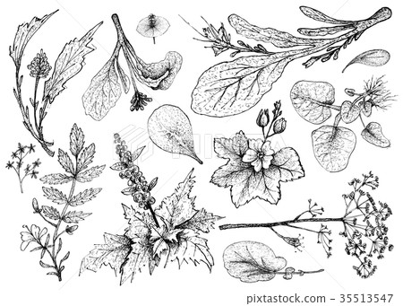 Hand Drawn of Leafy and Salad Vegetable 35513547