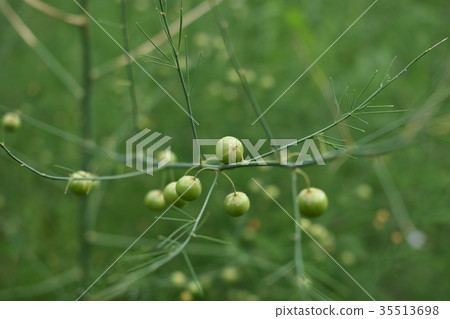 Asparagus with fruit Asparagus with fruit 35513698