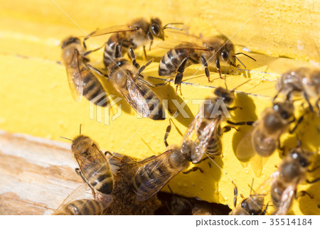 Closeup of a beehive 35514184