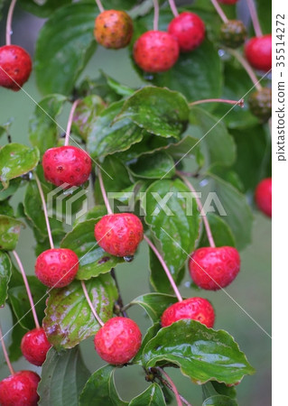 Yamaboshi Yamaboshi 35514272