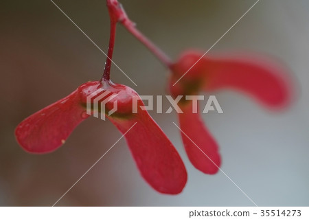 Momiji種子 35514273