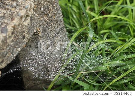 It is a spider web 35514463