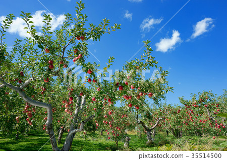 Apple in Tsugaru Apple in Tsugaru 35514500