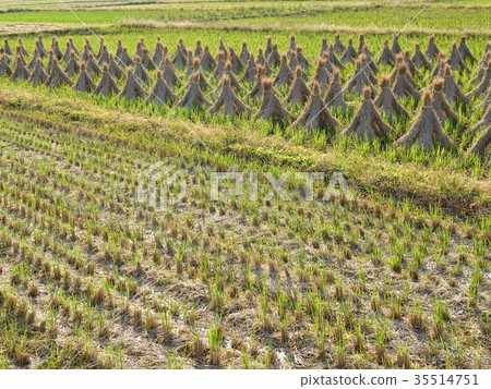 After rice field harvest After rice field harvest 35514751