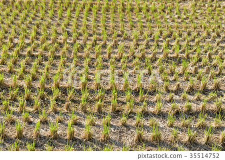 Harvested rice field 35514752
