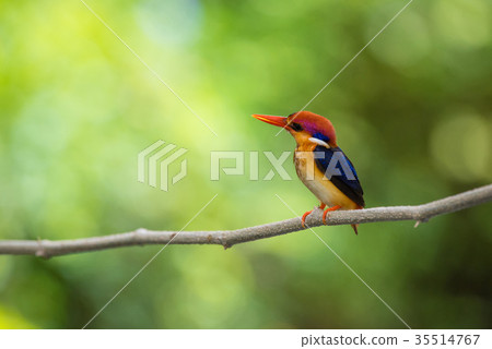 Beautiful bird Black backed Kingfisher 35514767