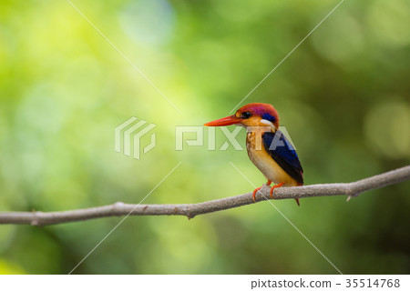 Beautiful bird Black backed Kingfisher Beautiful bird Black backed Kingfisher 35514768