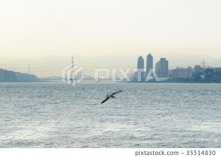 淡水河上的海鷗 淡水河上的海鷗 35514830