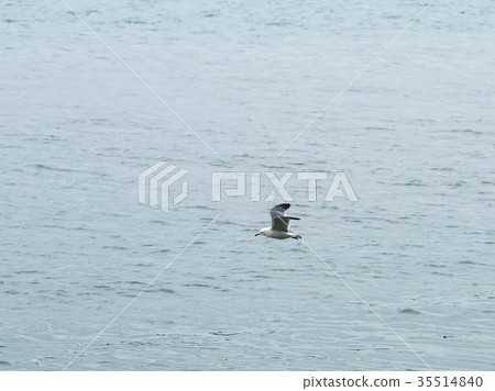 Seagull on the freshwater river Seagull on the freshwater river 35514840