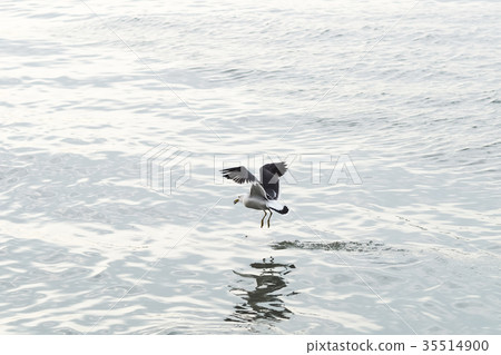 Seagull on the freshwater river 35514900