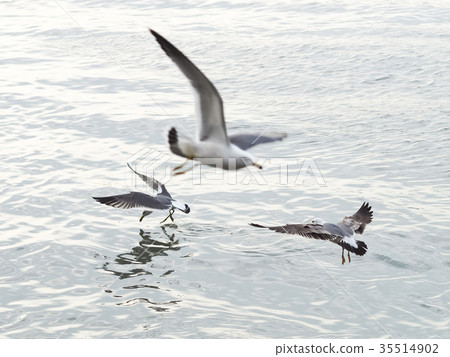淡水河上的海鷗 淡水河上的海鷗 35514902