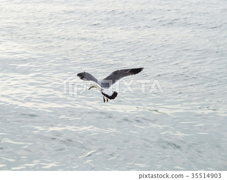淡水河上的海鷗 35514903