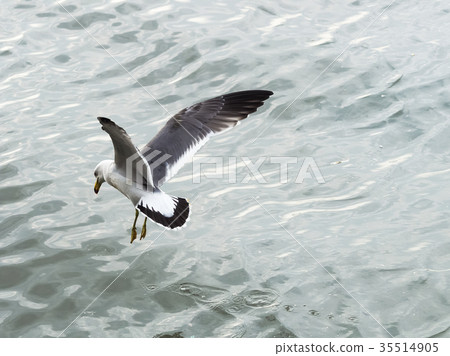 淡水河上的海鷗 35514905