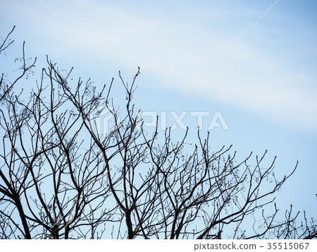 櫻花 櫻花 35515067