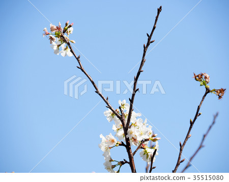 Cherry blossoms Cherry blossoms 35515080