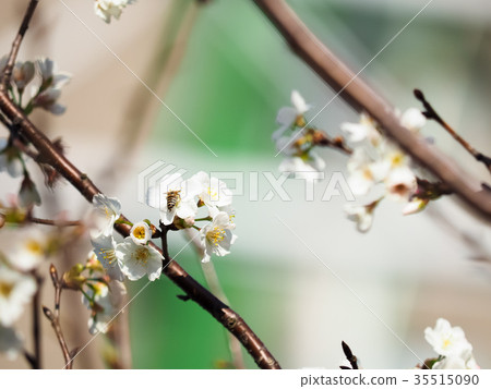 櫻花 櫻花 35515090