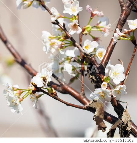 Cherry blossoms Cherry blossoms 35515102
