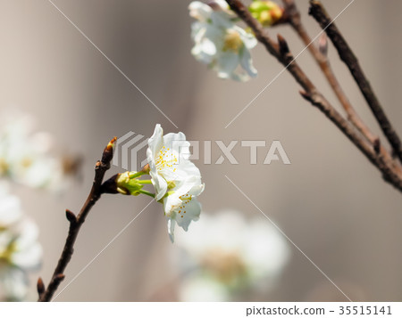 櫻花 櫻花 35515141