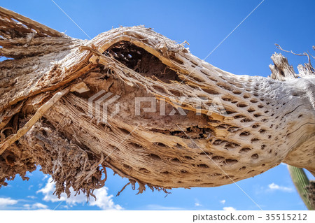 Dry giant cactus in the desert, Argentina Dry giant cactus in the desert, Argentina 35515212
