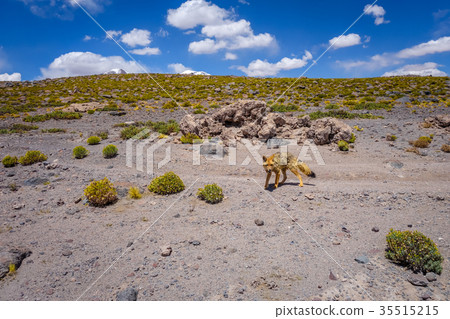 Red fox in Altiplano desert, sud Lipez, Bolivia 35515215