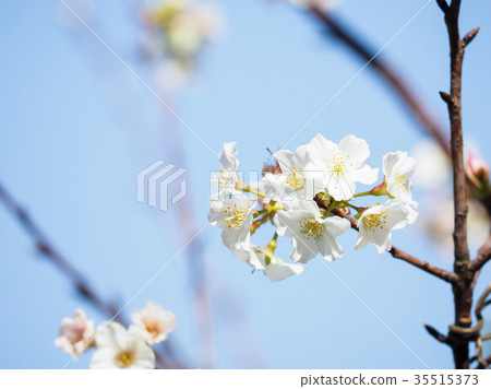 Cherry blossoms Cherry blossoms 35515373