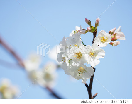 Cherry blossoms Cherry blossoms 35515374