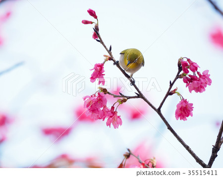 Cherry blossoms  35515411