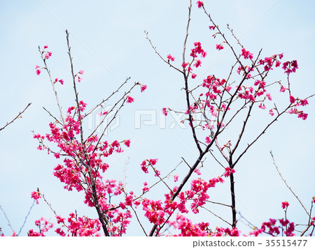 Cherry blossoms Cherry blossoms 35515477