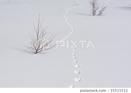 動物腳印在雪的 35515512